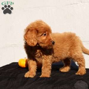 Virgil, Mini Goldendoodle Puppy